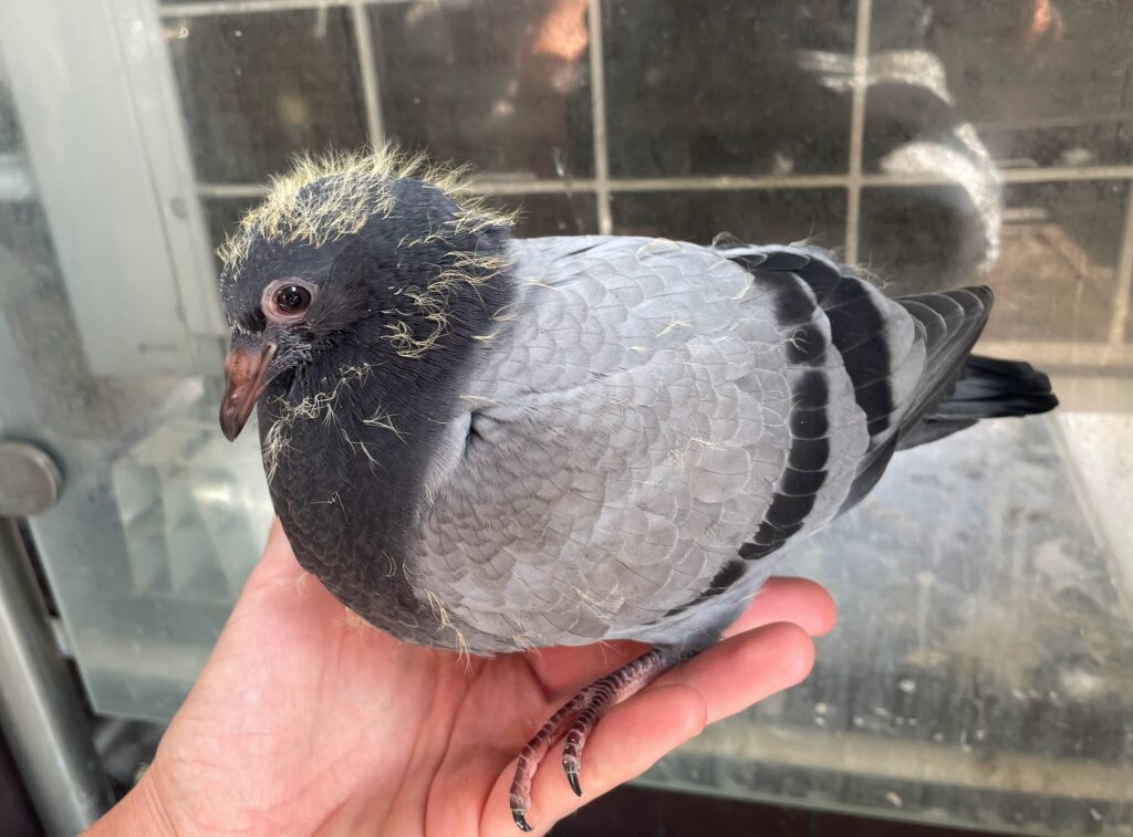 3-week old baby pigeon