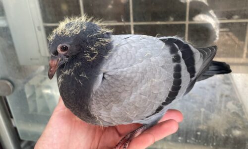 What Does A Baby Pigeon Look Like?
