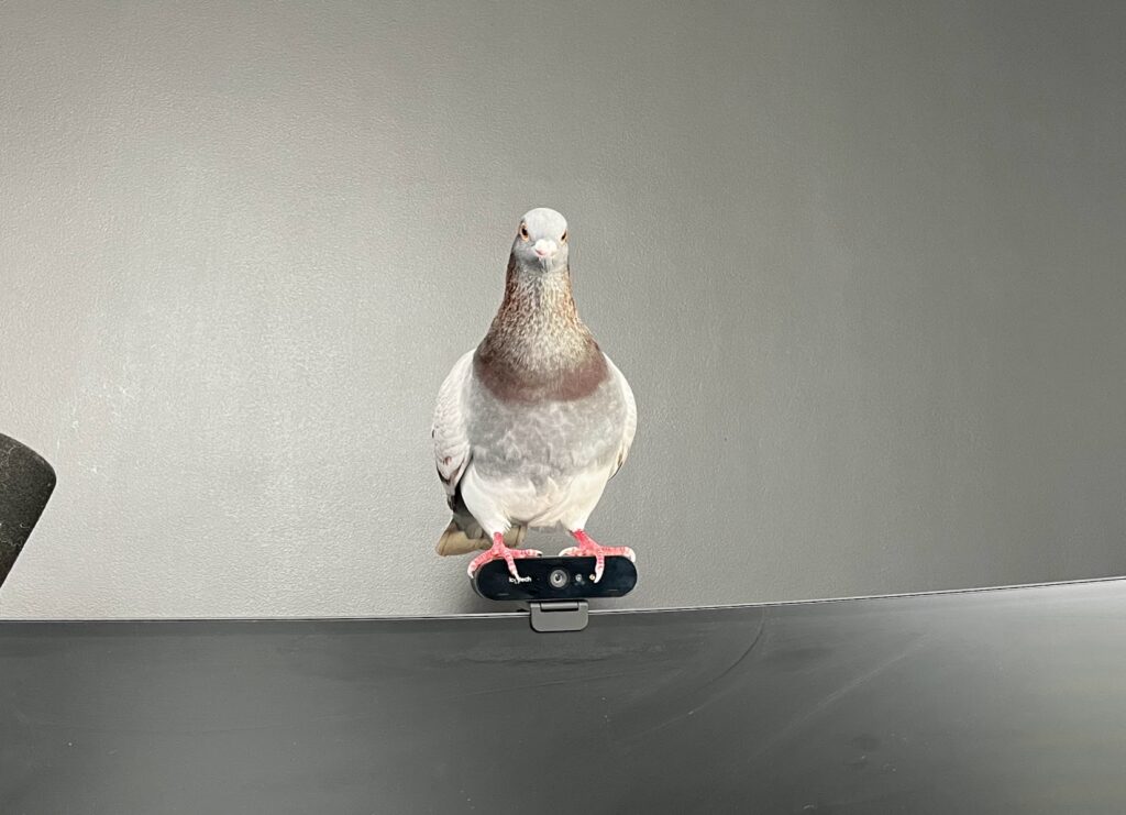Pet pigeons are great companions