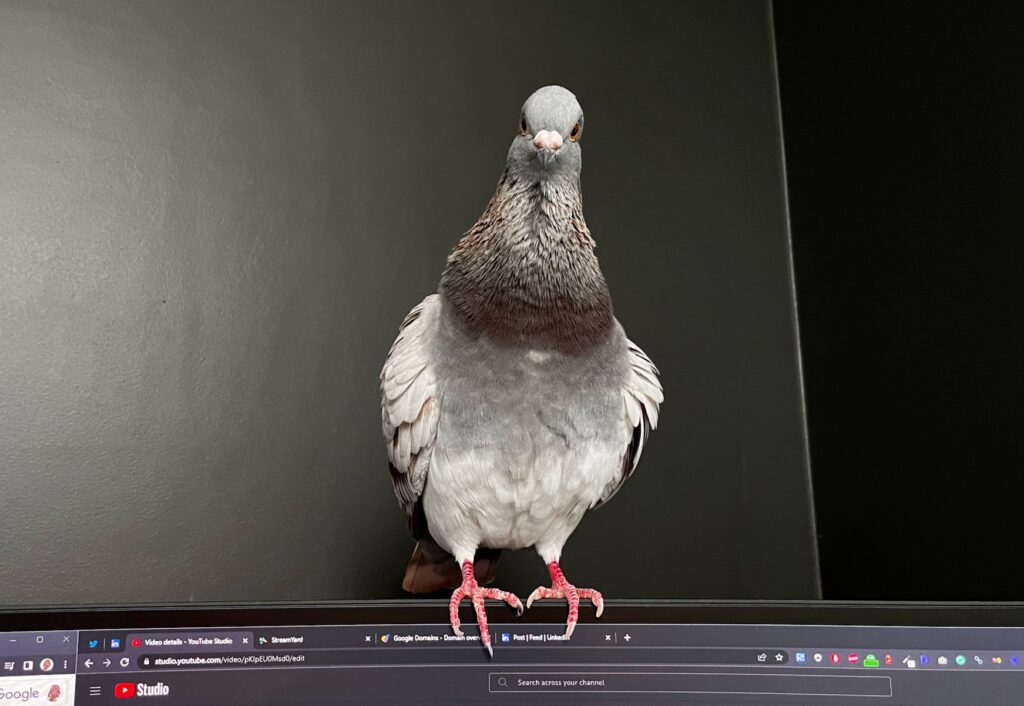 Are pigeons smart?
