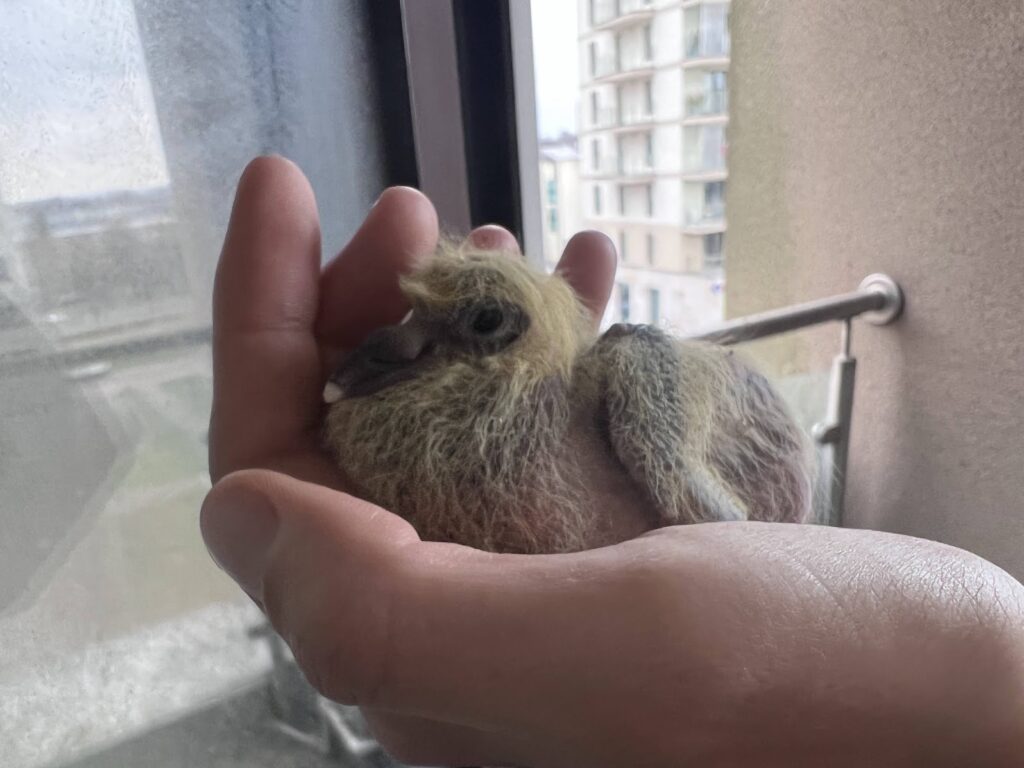 A baby pigeon on my hand