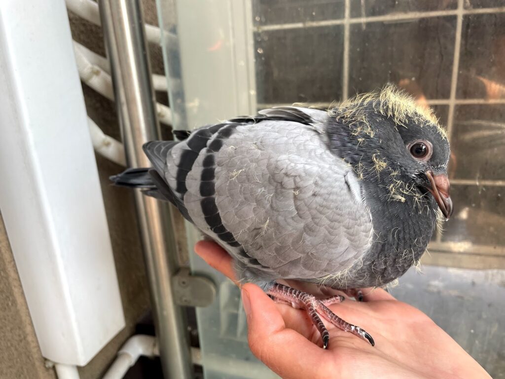 Young pigeon