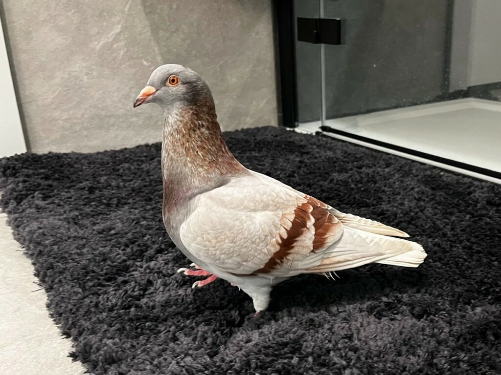 Dove vs pigeon