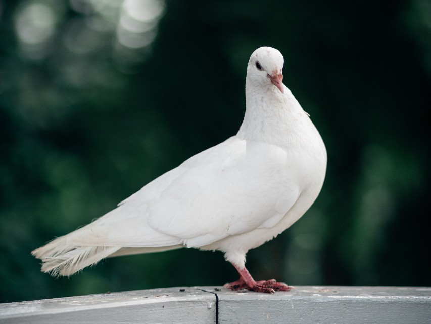 Pigeon vs dove