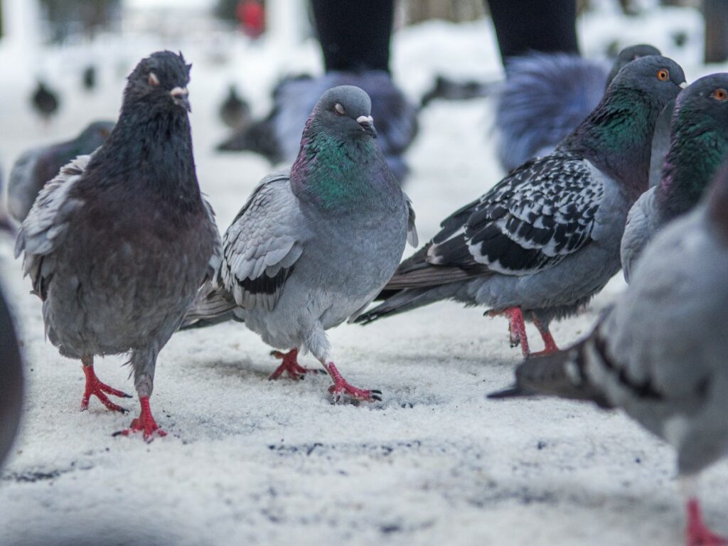 Facts about pigeons: feral pigeons