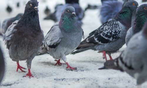 30 Facts About Pigeons