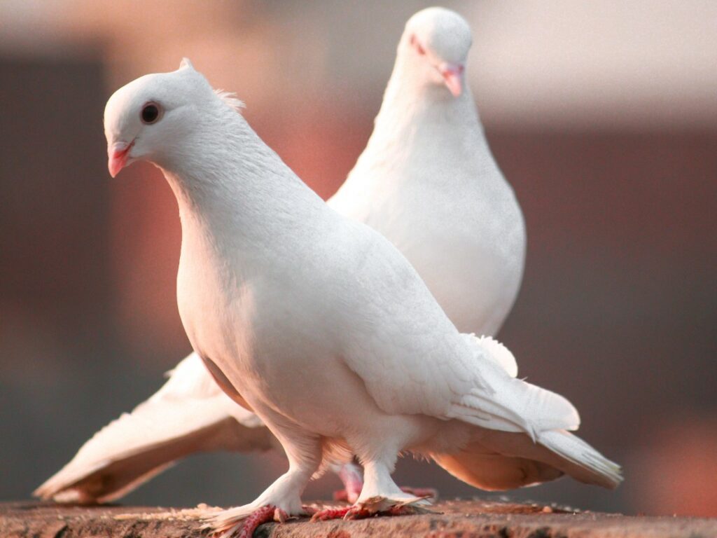 Facts about pigeons: pigeons are a sign of peace