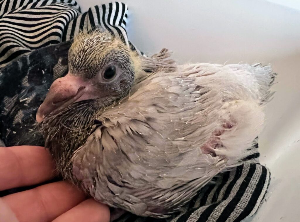 Baby pigeon