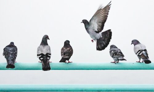 How Fast Can A Pigeon Fly?