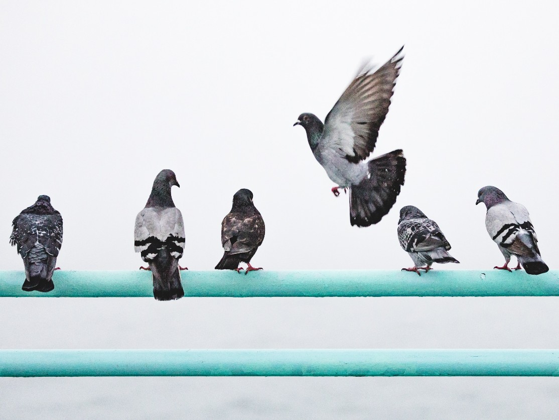 How fast can a pigeon fly?