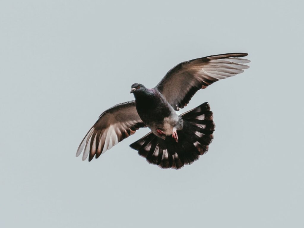 How Far Can a Pigeon Fly?