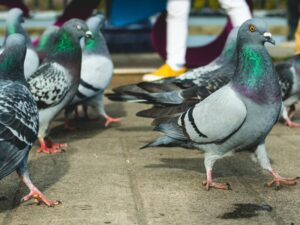 How often does a pigeon poop?