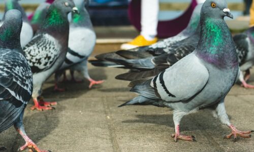 How Often Do Pigeons Poop?