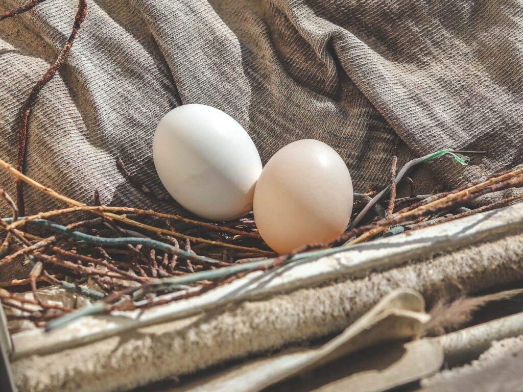 How often do pigeons lay eggs?