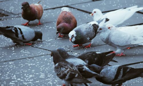 How To Clean Pigeon Poop