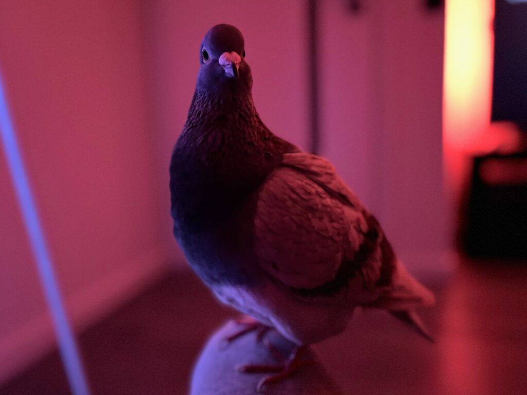 My pigeon Gerard