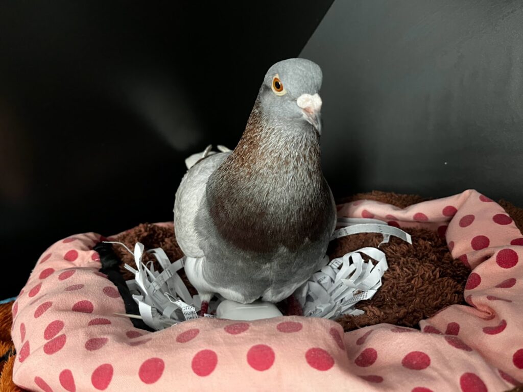 How to take care of a pigeon: nest