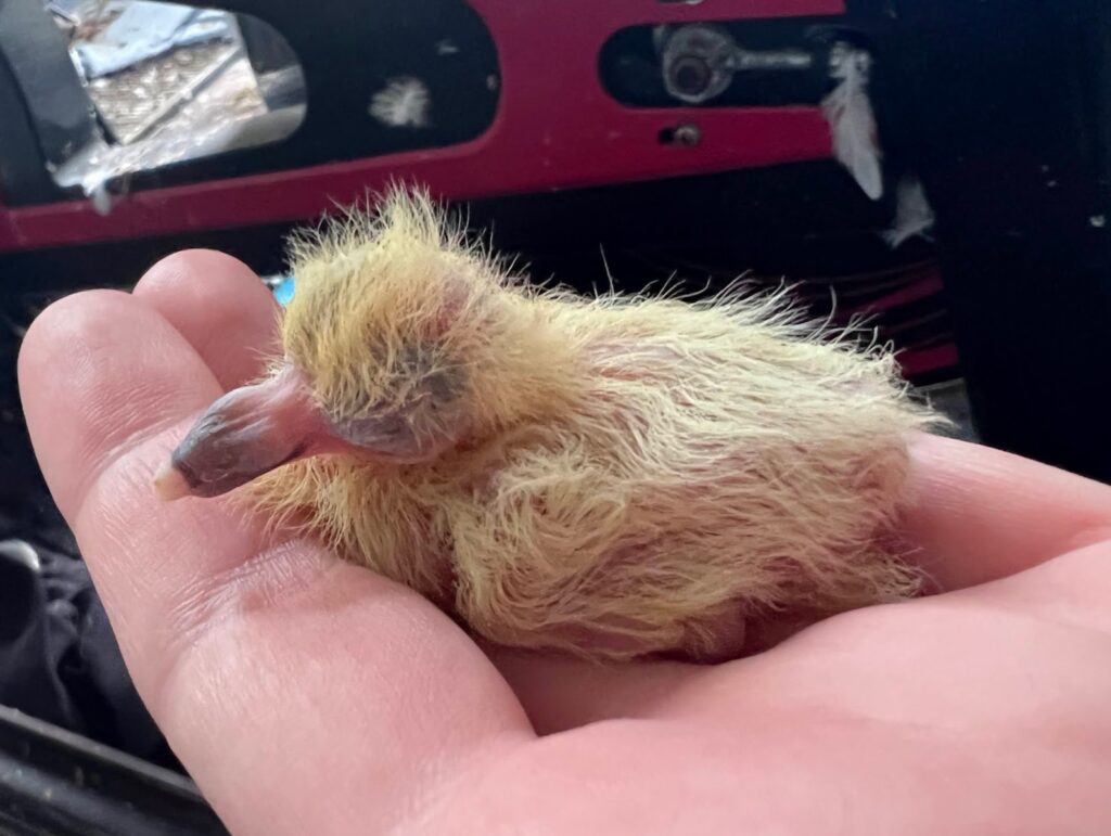 Newly-born baby pigeon