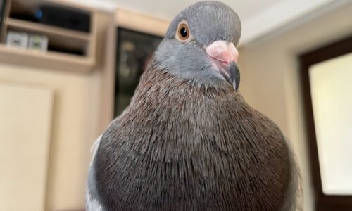 Pigeons As Pets – Everything Abut Pet Pigeon Keeping