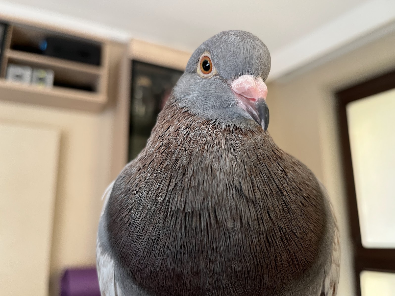 Are pigeons good pets?