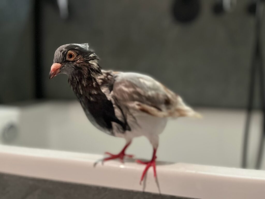 How to take care of a pigeon's hygiene