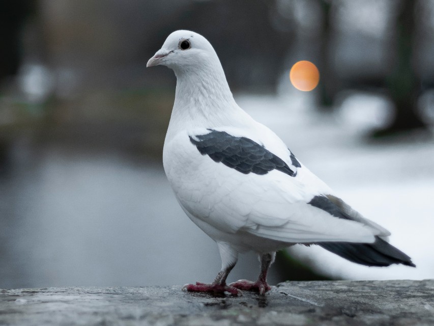 Dove and pigeon: plumage