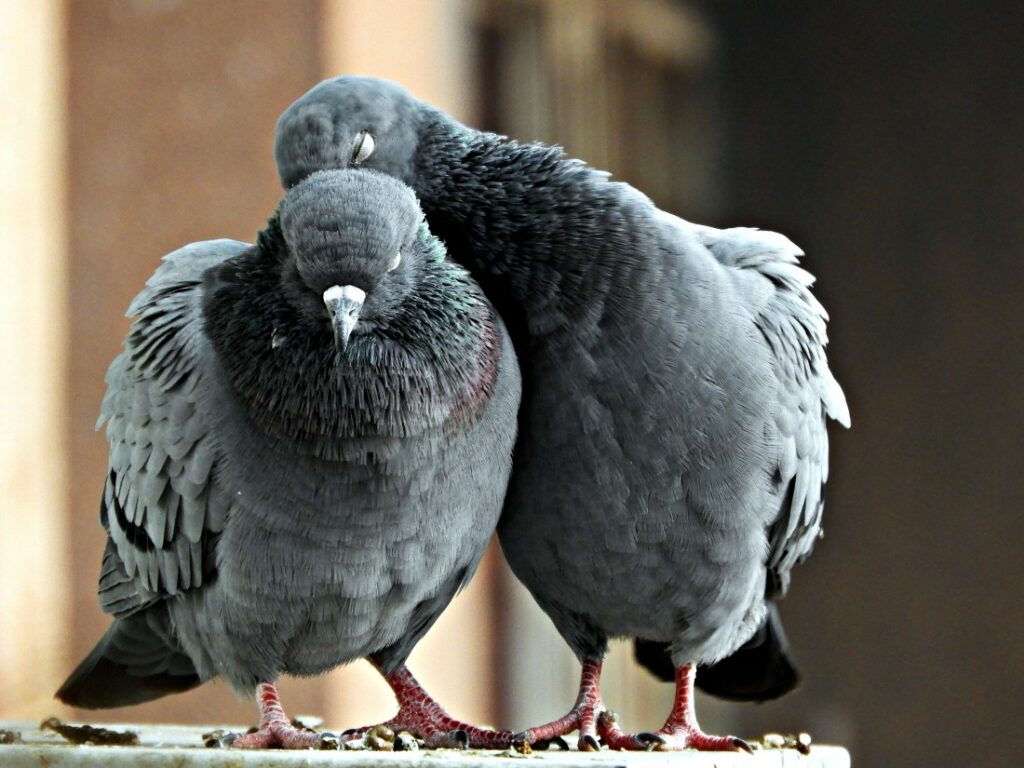 Facts about pigeons: pigeons mate for life