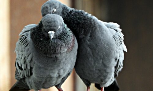 11 Myths About Pigeons