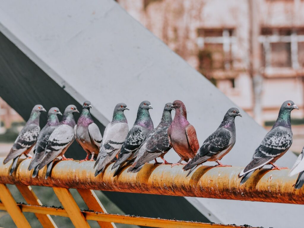 Facts about pigeons: pigeon eyesight