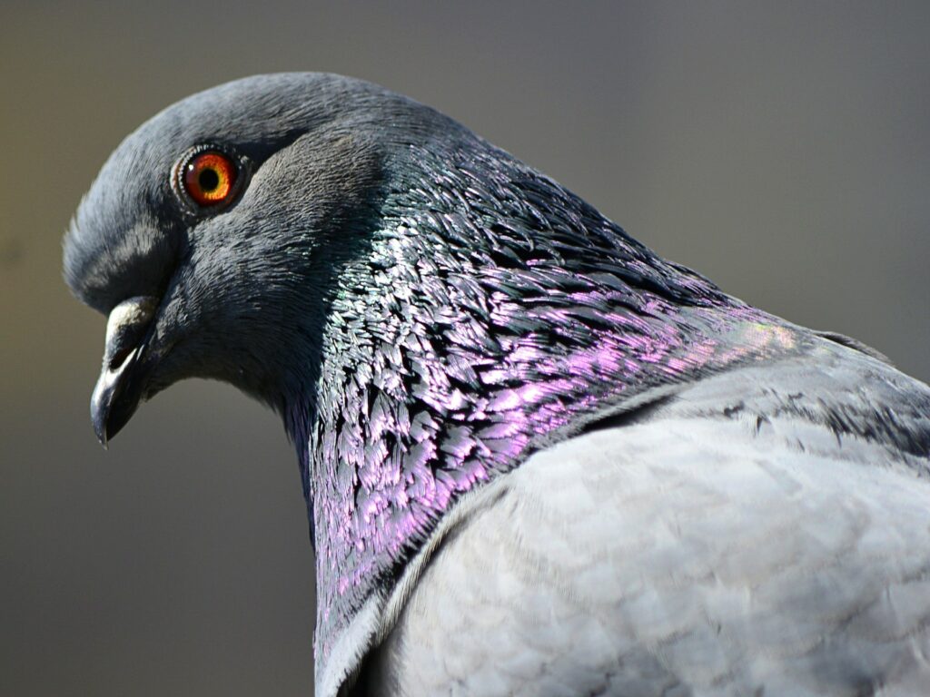 How to tell if a pigeon is male or female?