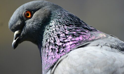 How To Tell If A Pigeon Is Male Or Female?
