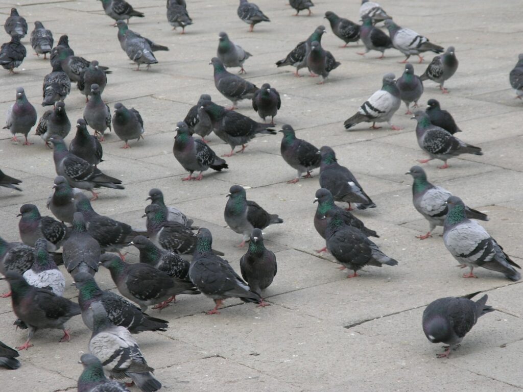 Pigeon flock