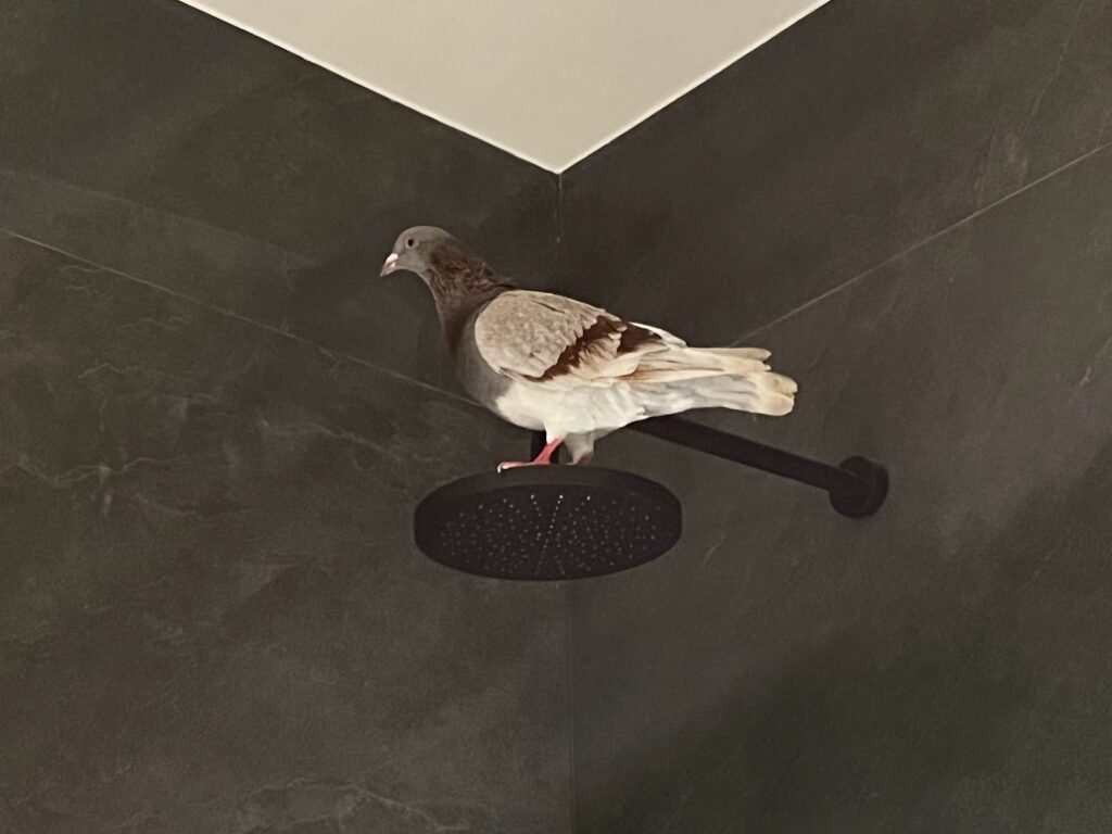 Pigeon in the bathroom