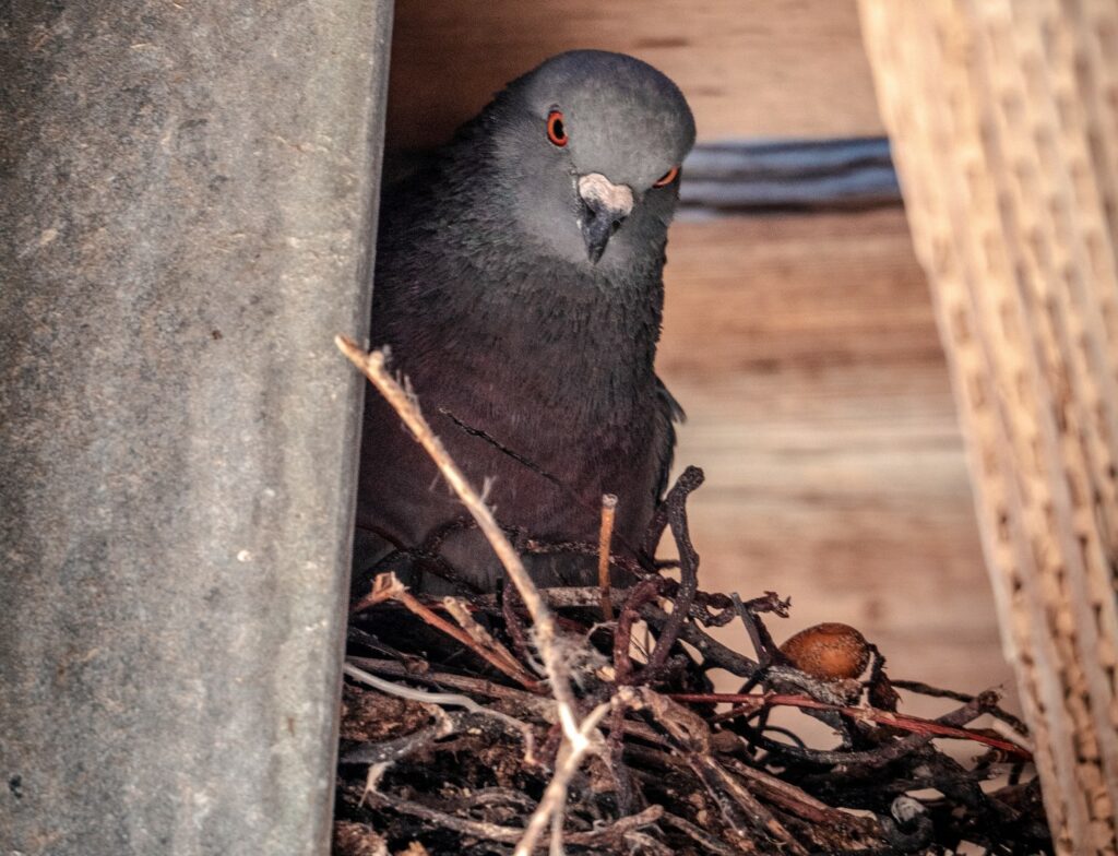 Pigeon nest as part of pigeon reproduction