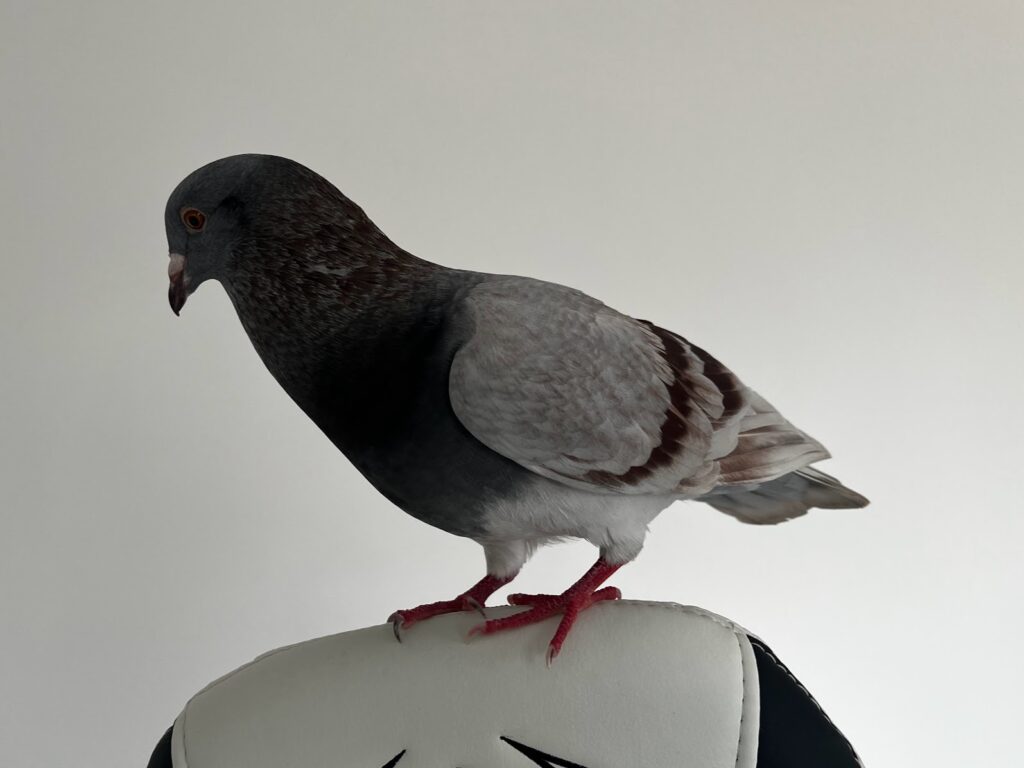 How to take care of a pet pigeon