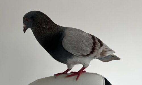 How To Take Care Of A Pet Pigeon