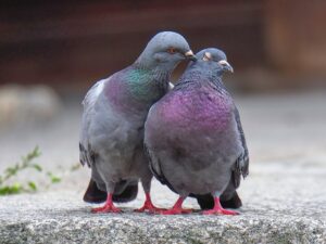What sound does a pigeon make?