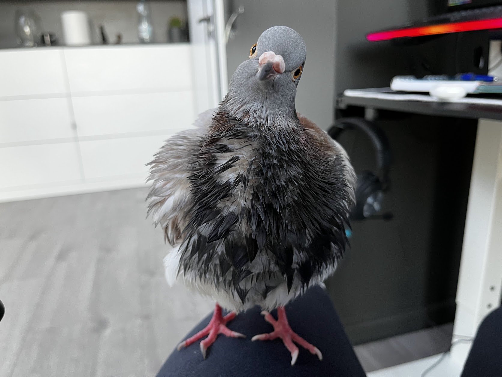 Why do pigeons bob their head?