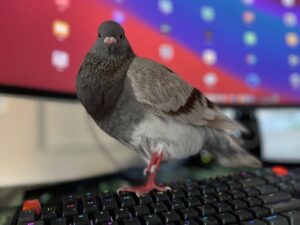 Why do pigeons stand on one leg?