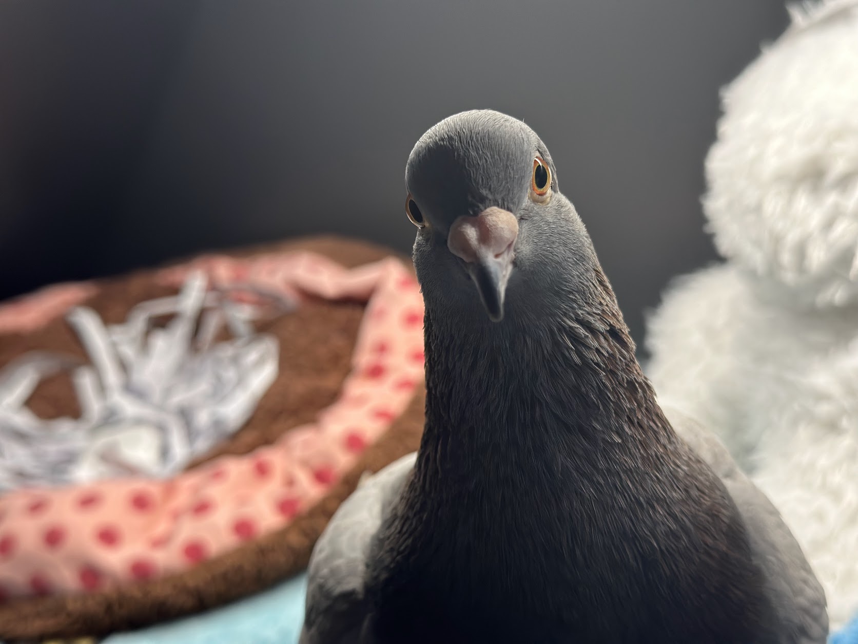 Why does a pigeon coo?
