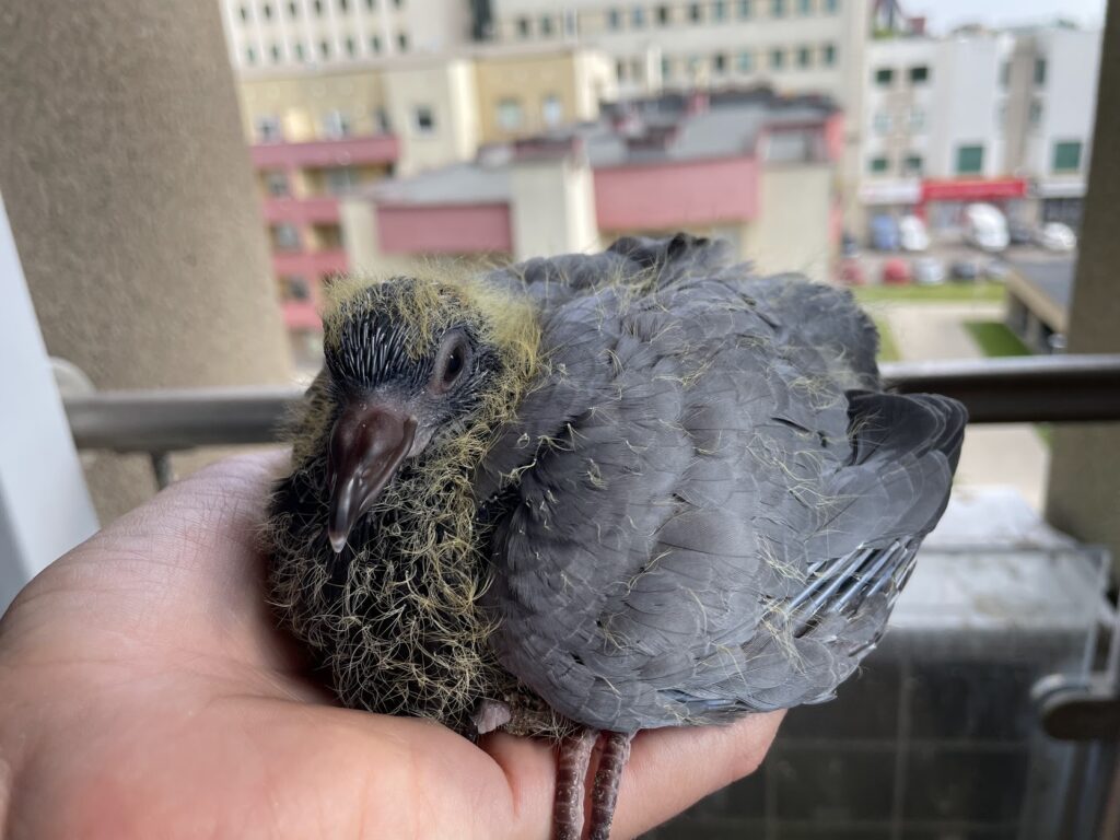 Why don't we see baby pigeons?
