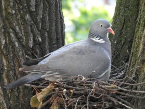 Read more about the article Are Pigeons Smart?