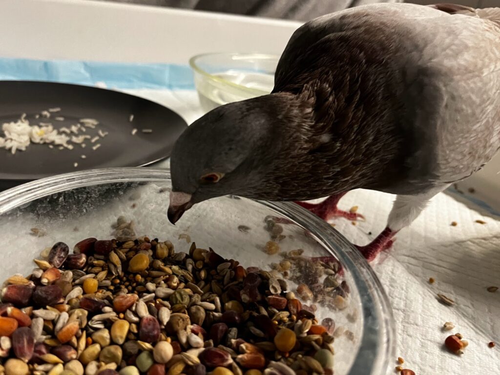 My pigeon eating his favorite pigeon feed
