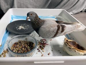 Best food for pigeons