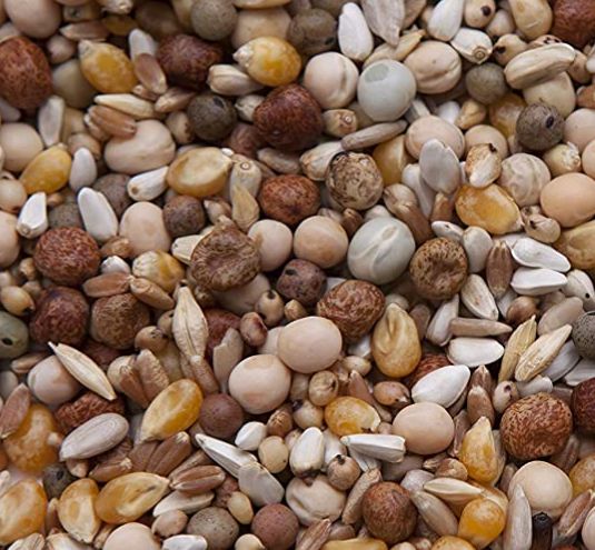 Best feed for pigeons: King 45 Pigeon Mix