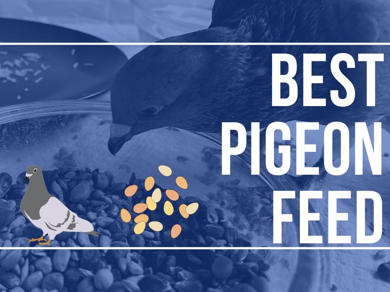 Best pigeon feed
