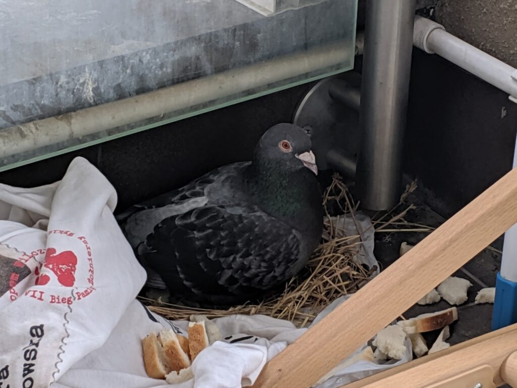 Pigeon in a nest with bread around