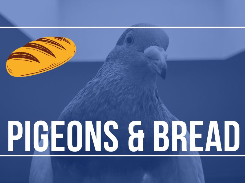 Can pigeons eat bread?