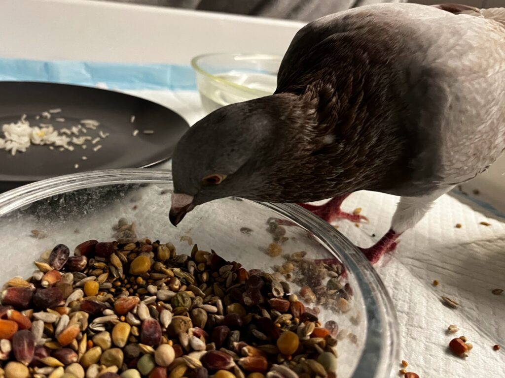 Can pigeons eat sunflower seeds?