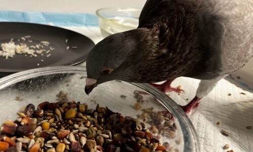 Do Pigeons Eat Sunflower Seeds?